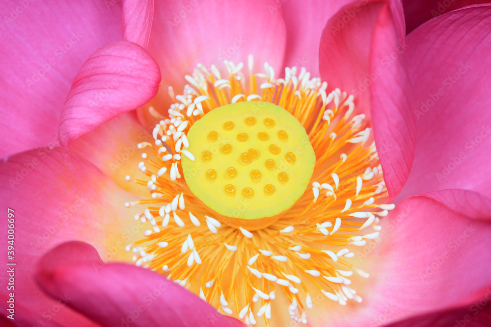 Close-up of Lotus Stamen, Eco-telephoto Works Close-up of Lotus Stamen, Eco-telephoto Works