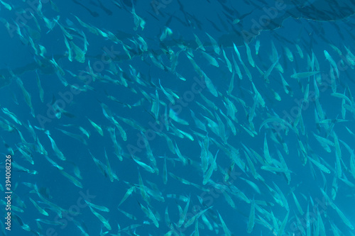 school of tiny fish in the ocean
