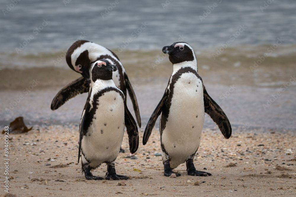 Fototapeta premium African penguin at Seaforth Beach, Simon’s Town, Cape Town, South Africa .