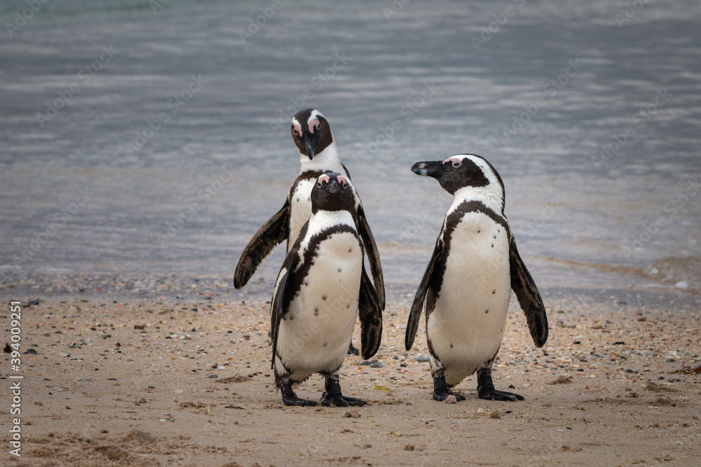 Fototapeta premium African penguin at Seaforth Beach, Simon’s Town, Cape Town, South Africa .