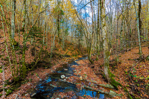 Foresta di Campigna photo