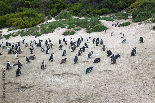 African penguins at Boulders beach colony, Cape Town, South Africa .