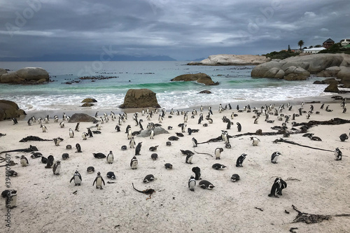 African penguins at Boulders beach colony, Cape Town, South Africa .