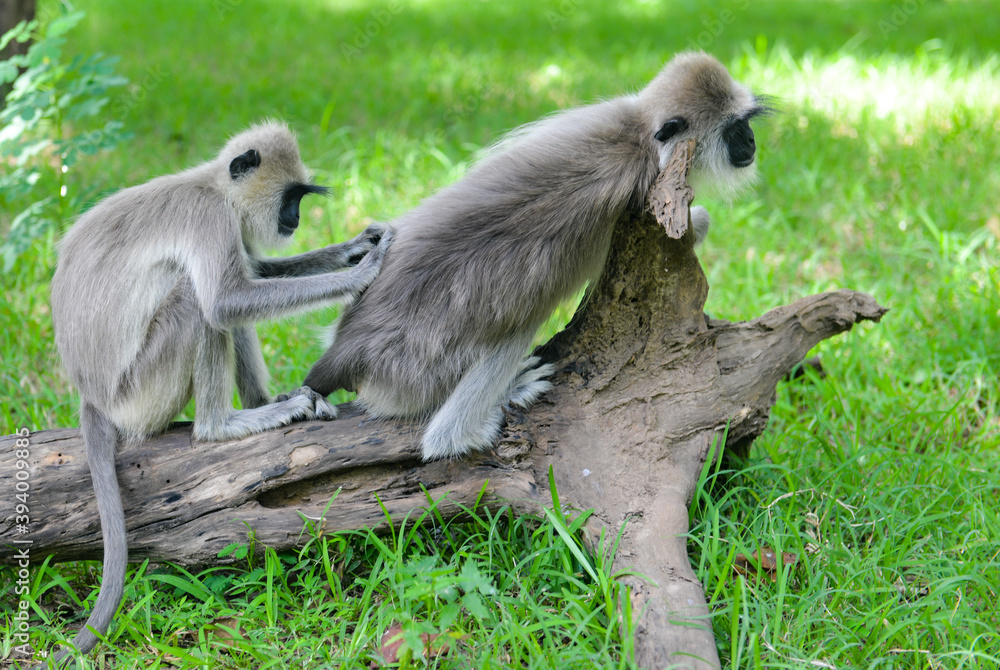 Obraz premium Singe à la recherche de poux