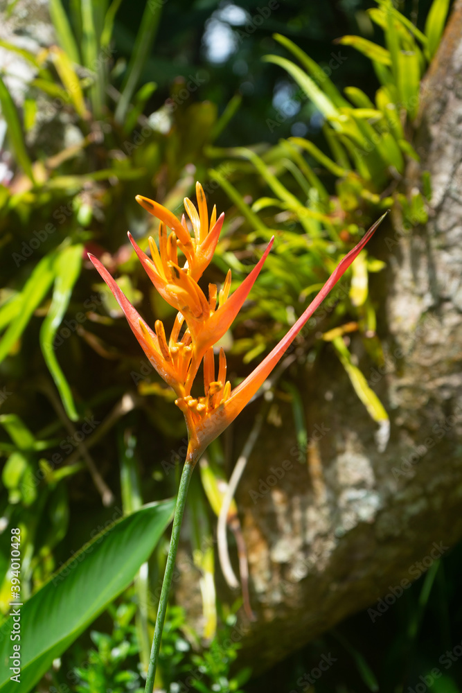 red and yellow tropical bird of paradise flower red and yellow tropical bird of paradise flower
