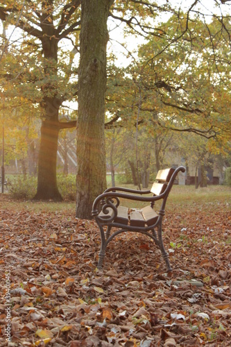 Samotna ławka w parku jesienną porą roku