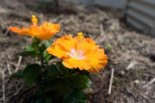 orange hibiscus flowers in the garden © Elise