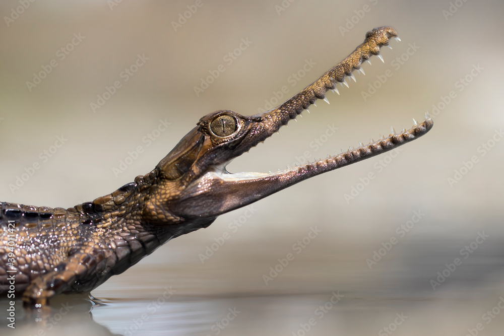 Naklejka premium Close Up of a Sinyulong Crocodile or Buaya Sapit.
