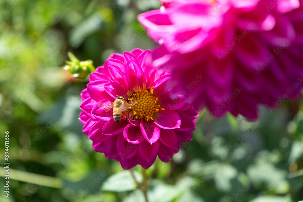 Obraz premium bee on pink flower