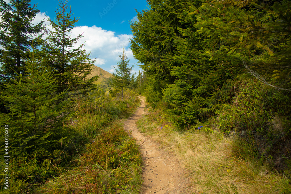 wilderness environment space empty dirt trail between trees in highland mountain region in summer clear weather day