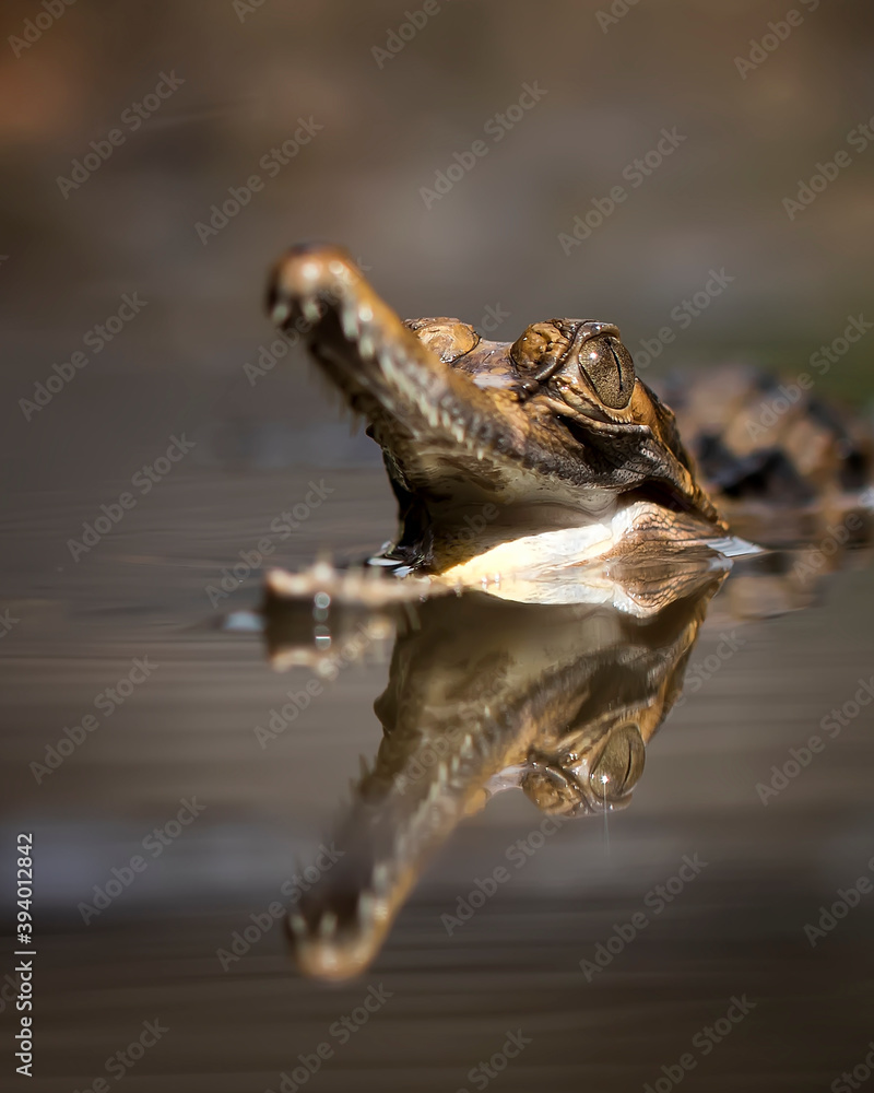 Close Up of a Sinyulong Crocodile or Buaya Sapit. Close Up of a Sinyulong Crocodile or Buaya Sapit.