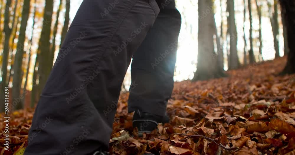 A man in the autumn forest. View from the garden to a man walking through a beautiful autumn forest, a man will examine the forest. Slow motion. A man in the autumn forest. View from the garden to a man walking through a beautiful autumn forest, a man will examine the forest. Slow motion.