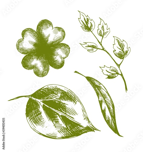 Set of Vector decorative hand-drawn leaves . Artwork with imitation black ink or pen. Elements for packaging
 design of tea, medicines, cosmetics, banners, gift products. Clover, birch, willow, rose.