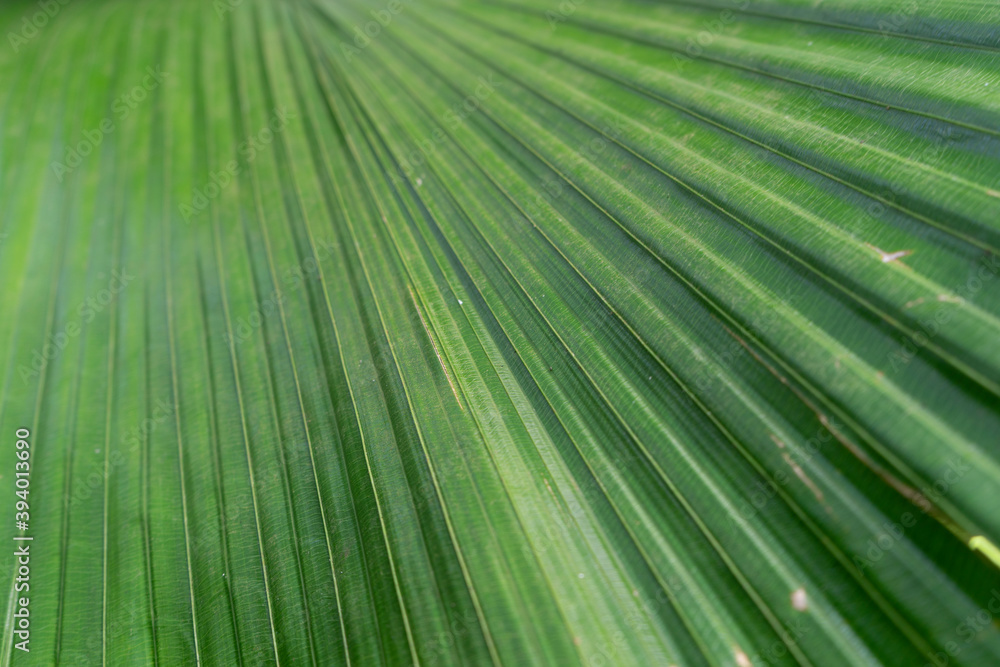 green leaf texture green leaf texture