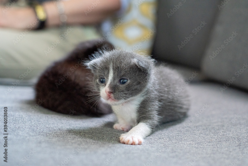 tiny newborn kitten 