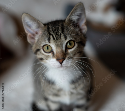 portrait of a cat © Heather