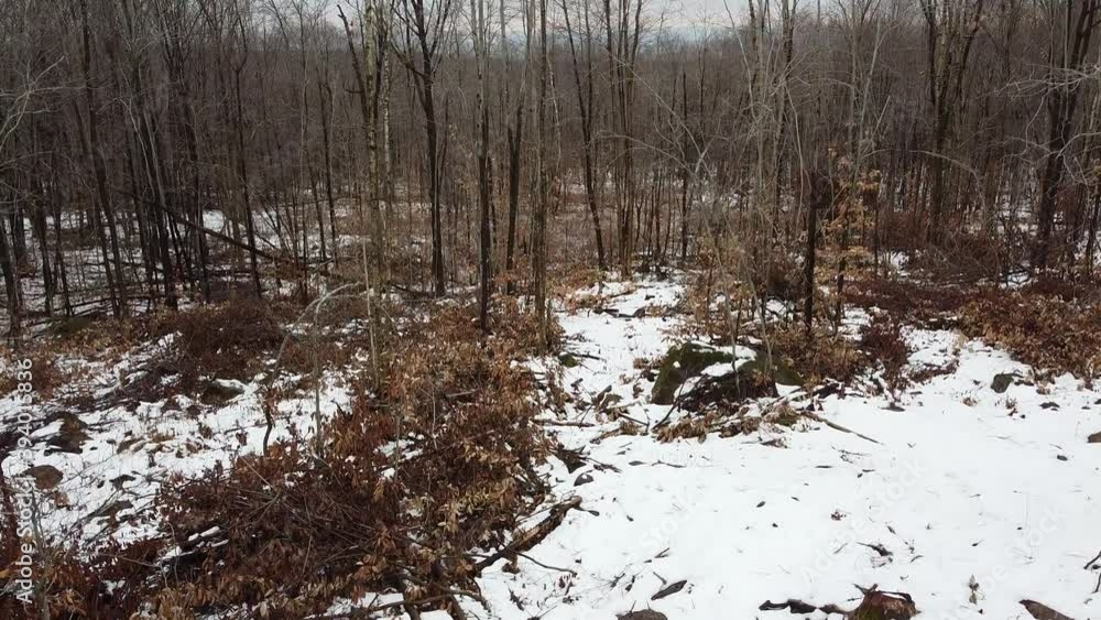 vue aérienne d'un paysage forestier