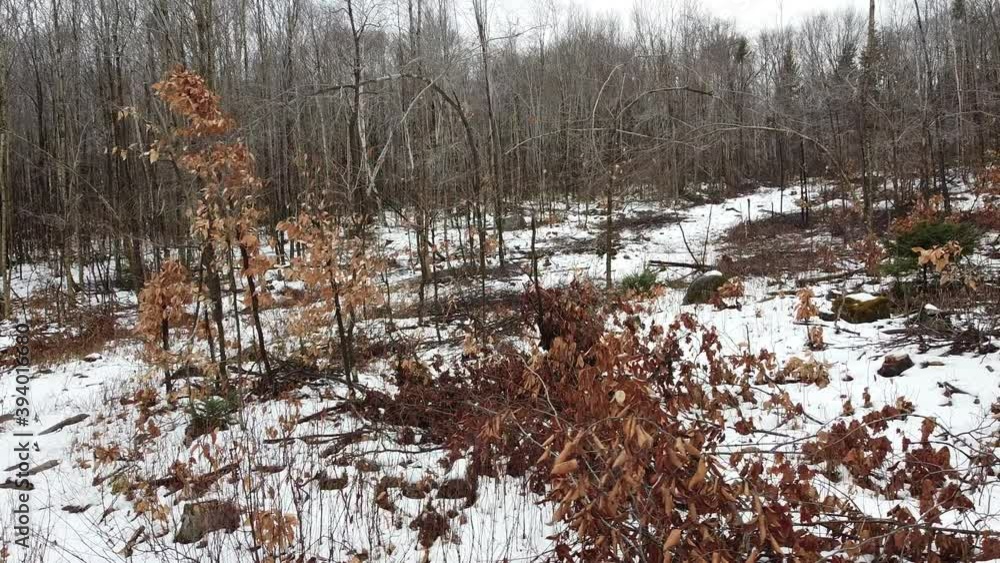 vue aérienne d'un paysage forestier
