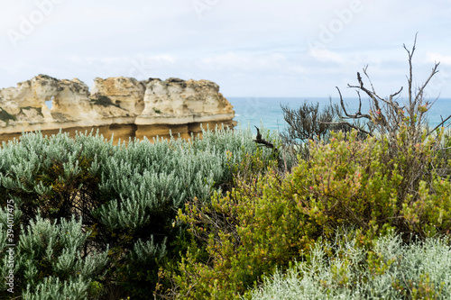 coastal scrub plants and stone cliff