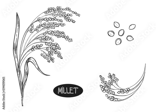 Hand drawn sketch black and white set of ear miliet, leaf, grain. Vector illustration. Elements in graphic style label, card, sticker, menu, package. Engraved style illustration.