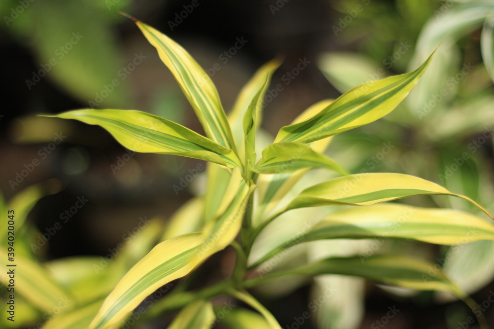 Obraz premium plant background that you can use for the backdrop