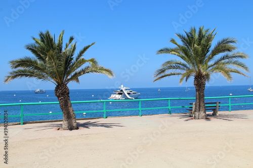 Blue water and two palms.