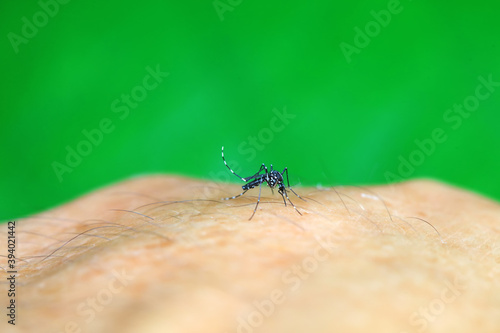 Aedes albopictus sucks blood on people's hands