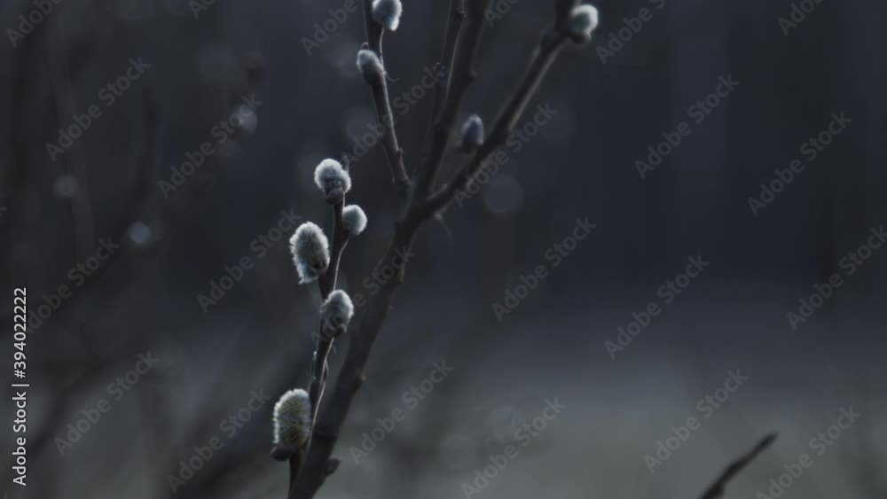 Spring. Nature awakening. Spring. Nature awakening.