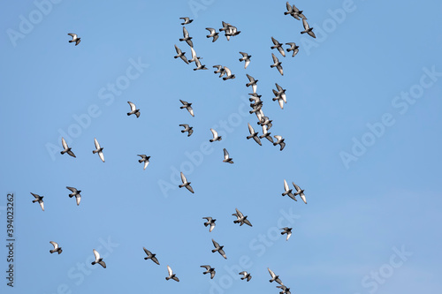 A Flock of Pigeons in Flight in a Blue Sky