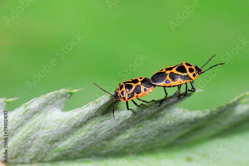 Stink bug copulates on green leaf © zhang yongxin