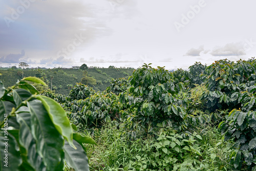 Coffee plantation in Pereira, Colombia in state of Risaralda. Coffee cultural landscape World Heritage Site. Colombian coffee. photo