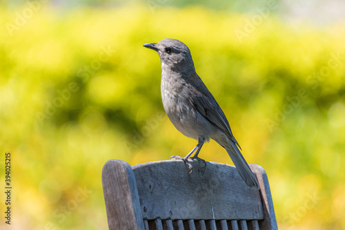 Grey Shrike-thrush on top of a wooden chair photo
