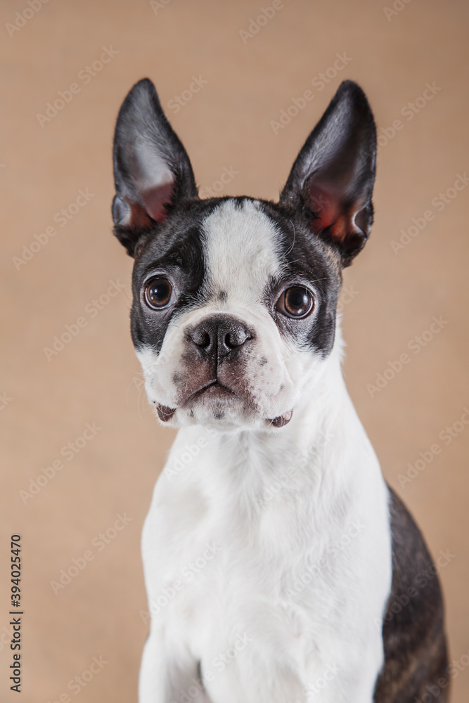 Puppy on a light beige background. funny Dog Boston Terrier portrait. Pet in the studio