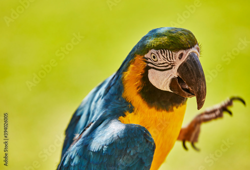 Blue and Gold Macaw looking Towards the Camera