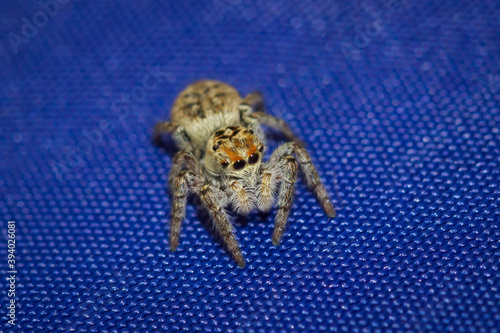 The jumping spider sp., of the family Salticidae.