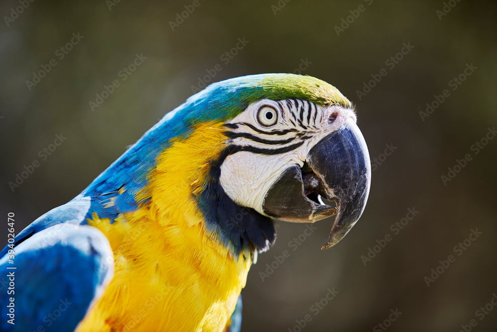 Fototapeta premium CLose up of a Blue and Gold Macaw