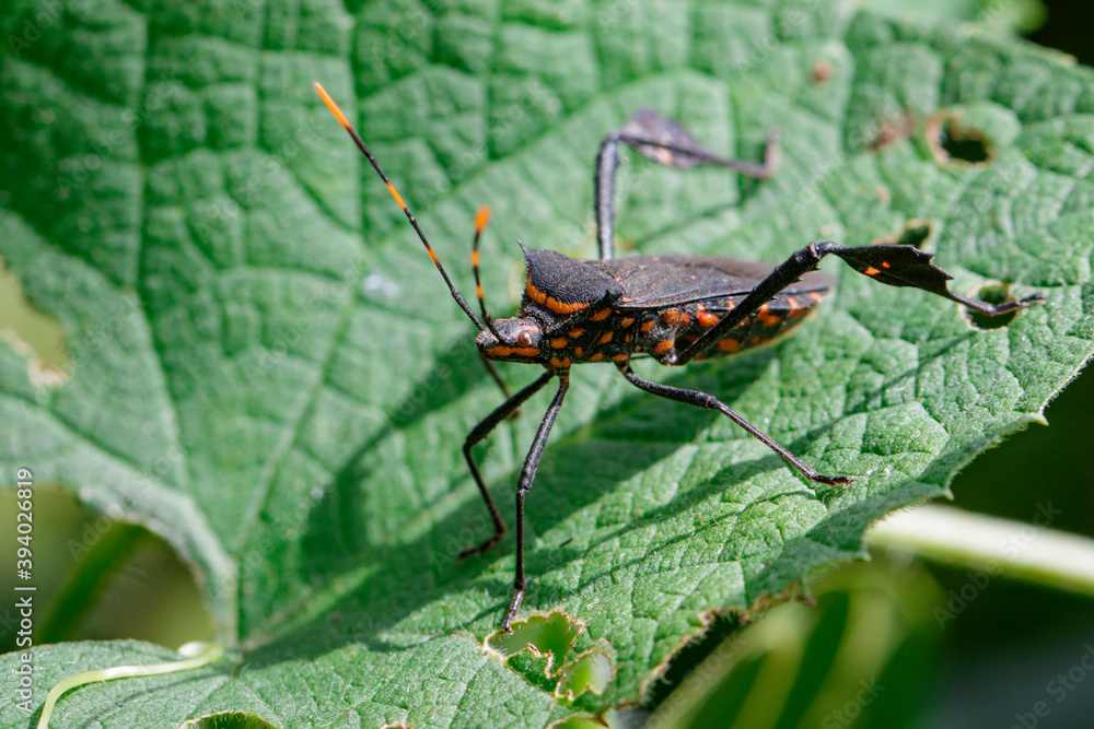 Image of black bug(hemiptera) on a green leaf. Insect. Animal Image of black bug(hemiptera) on a green leaf. Insect. Animal