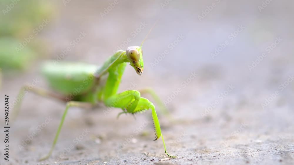 かっこいいカマキリのマクロ素材