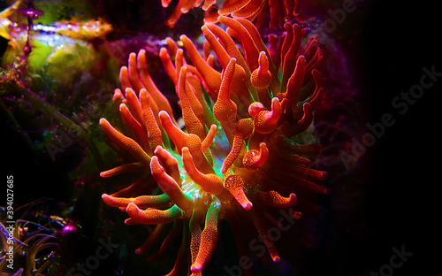 Multicolored Bubble-tip anemone - Entacmaea quadricolor © Kolevski.V