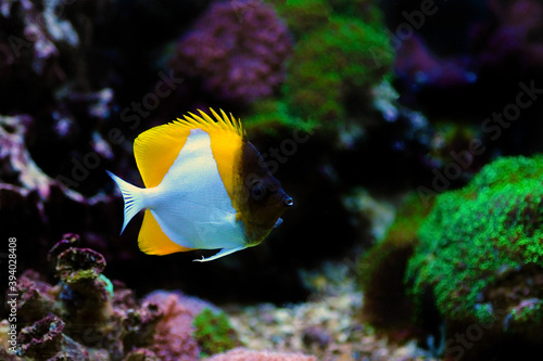 undersea, fish in aquarium, care, seawater, rare, new, reef safe, photography, butterfly, mariculture, photo, zoster, pacific, tropics, background, colorful, exotic, coral, sealife, body, white, omniv
