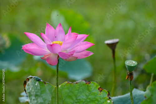 Wallpaper Mural pink lotus flower Torontodigital.ca