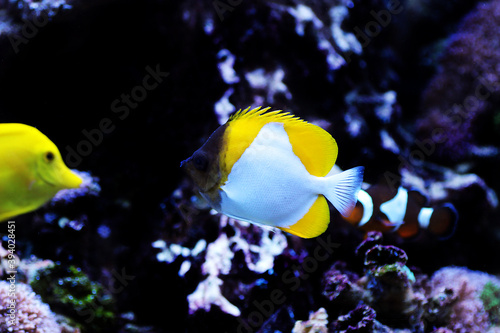 undersea  fish in aquarium  care  seawater  rare  new  reef safe  photography  butterfly  mariculture  photo  zoster  pacific  tropics  background  colorful  exotic  coral  sealife  body  white  omniv