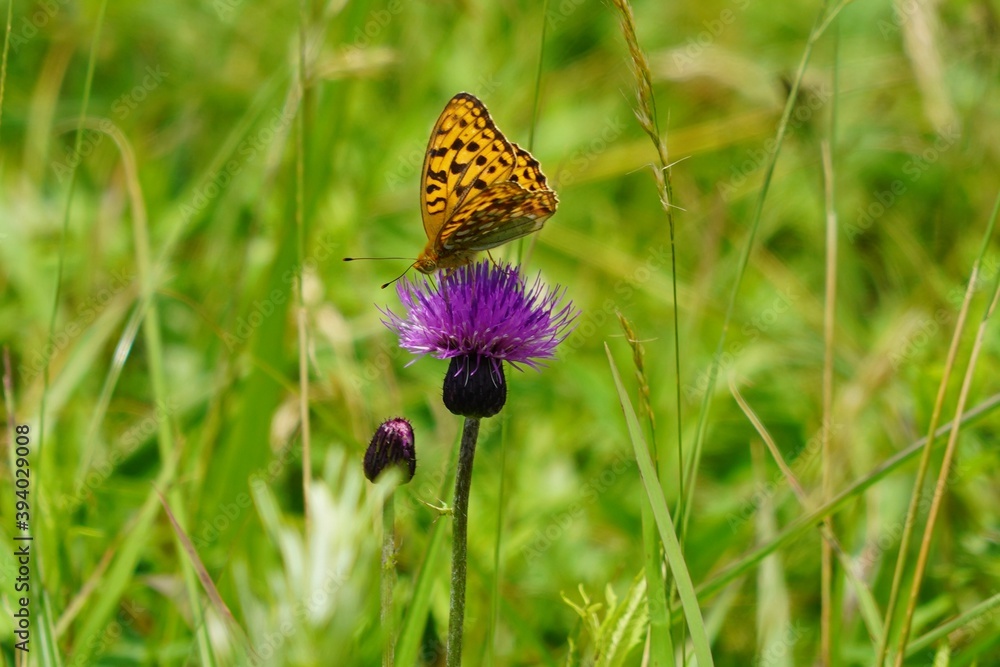 Obraz premium 風景