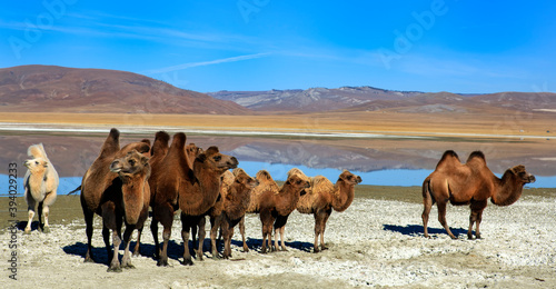 The Bactrian camel, also known as the Mongolian camel, is a large even-toed ungulate native to the steppes of Central Asia. It has two humps on its back, in contrast to the single