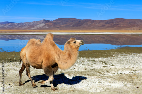 The Bactrian camel, also known as the Mongolian camel, is a large even-toed ungulate native to the steppes of Central Asia. It has two humps on its back, in contrast to the single