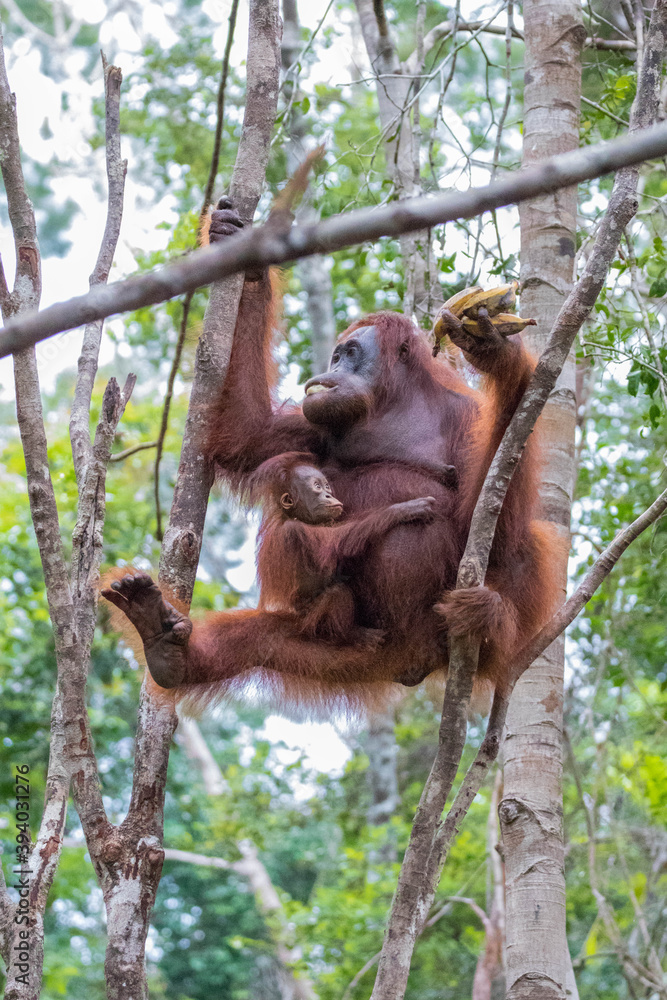 Naklejka premium The orang utan in borneo forest