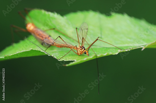 Big mosquitoes mate on weeds © zhang yongxin