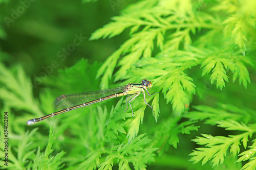 Damselflies perch on green leaves