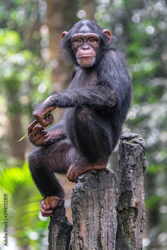 Fototapeta Naklejka Na Ścianę i Meble -  chimpanzee sitting on stone