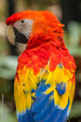 The scarlet macaw bird © lessysebastian